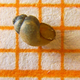 The extent snail Bythinella reyniesii, which looks similar in appearance to other Bythinella snails.